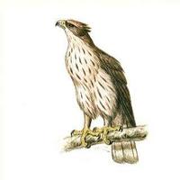 28. 뿔매 (鷹雕 : ying diao) Spizaetus nipalensis