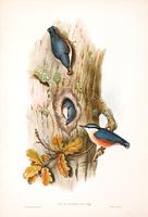 Richter after Gould Nuthatch (Sitta caesia)