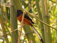 White-rumped Shama