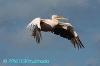 Pelecanus onocrotalus