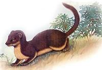 Gelbbauchwiesel [Mustela kathiah]