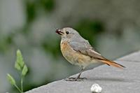 (Common) Redstart, Phoenicurus phoenicurus samamiscus, adult female