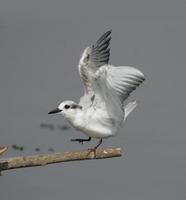 Whiskered Tern (Chlidonias hybrida)