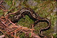 : Aneides ferreus