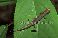 : Bolitoglossa altamazonica