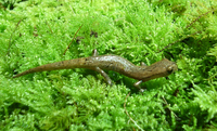 : Bolitoglossa rufescens