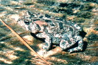 : Bufo terrestris; Southern Toad