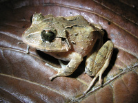 : Craugastor megacephalus