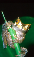 : Gastrotheca cornuta