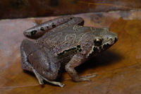 : Microhyla borneensis