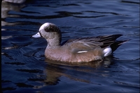 : Anas americana; American Widgeon