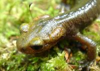 : Salamandra salamandra alfredschmidti; Fire Salamander