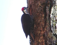 : Dryocopus pileatus; Pileated Woodpecker