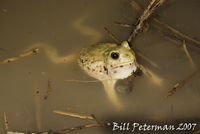 : Spea bombifrons; Plains Spadefoot