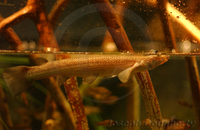 : Anableps anableps; Four-eyed Fish