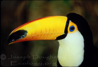 : Ramphastos toco; Toco Toucan