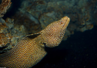 : Gymnothorax meleagris; Whitemouth Moray Eel