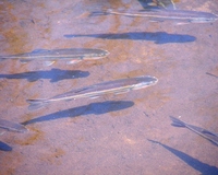 : Semotilus atromaculatus; Creek Chub