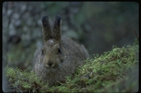 : Lepus americanus; Snowshoe Hare