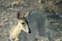 : Sylvicapra grimmia grimmia; Common Grey Duiker