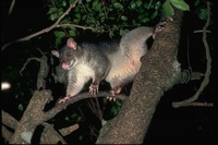 : Trichosurus; Brush-tailed Possums