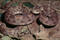 : Bothrops erythromelas; Sertao Lancehead