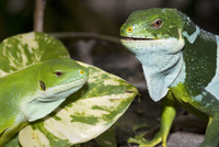 : Brachylophus fasciatus; Fijian Banded Iguana