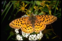 : Clossiana epithore; Western meadow fritillary butterfly