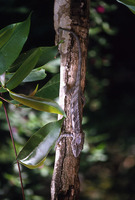 : Furcifer verrucosus