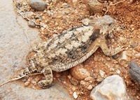 : Phrynosoma solare