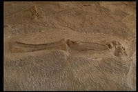 : Reptilia Class; Sauropod Hind Leg Bones