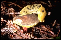 : Ariolimax columbianus; Banana Slug