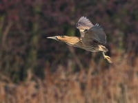 Bittern