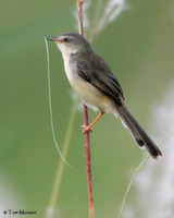 Plain Prinia