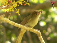 Buff-vented Bulbul(Hypsipetes charlottae)