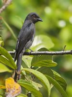 Black Drongo - Dicrurus macrocercus