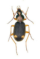 キボシアオゴミムシ 1 ex. Chlaenius posticalis