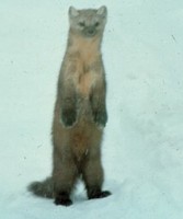 고산족제비 Mustela altaica Mountain Weasel