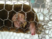 和名：コウベモグラ 学名： Mogera kobeae 英名：Large Japanese Mole