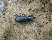 Broscus cephalotes