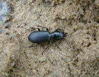 Broscus cephalotes