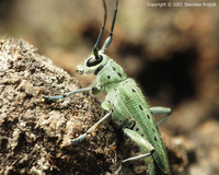 Saperda punctata