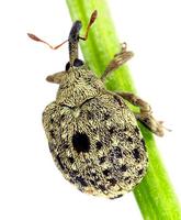 Cionus hortulanus
