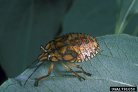 Apateticus cynicus