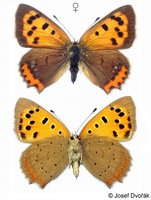 Lycaena phlaeas - Small Copper