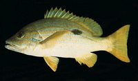 Lutjanus coeruleolineatus, Blueline snapper: fisheries