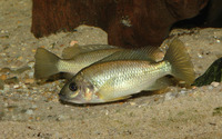 Sarotherodon steinbachi, Kululu: