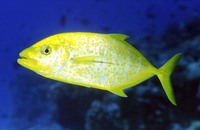 Carangoides bajad, Orangespotted trevally: fisheries, gamefish