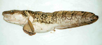 Lycodes reticulatus, Arctic eelpout: