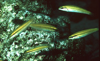 Halichoeres pictus, Rainbow wrasse: aquarium